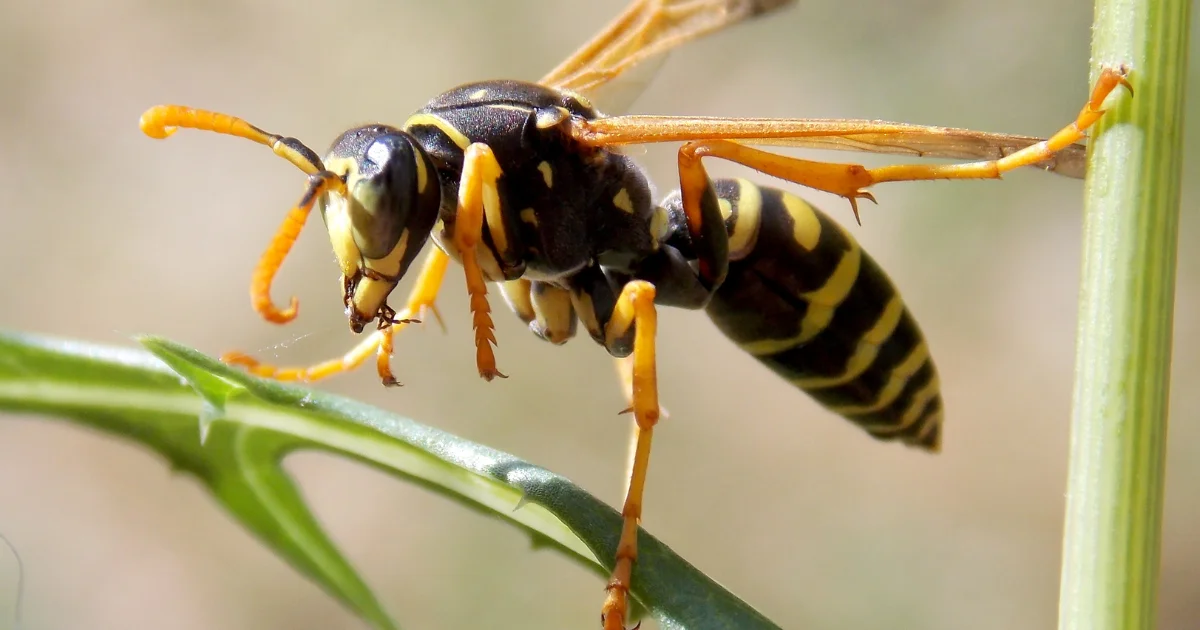Wasp on step - professional identification guide for Texas homeowners